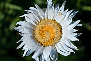 Everlasting Xerochrysum Isolate. White flower isolated. Nature dark background