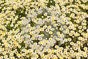 Everlastings or Coastal Fynbos Flowers