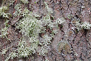 Evernia prunastri