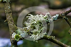 Evernia prunastri, oakmoss, lichen on branch.