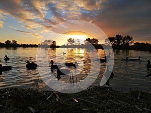 everning at lake view with ducks photo