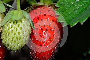 Eversweet everbearing strawberry closeup ripe and green