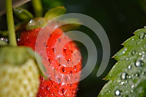 Eversweet everbearing strawberry dew on leaf