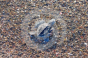 Ridley green sea turtle hatchlings on Playa Ostional, Costa Rica photo