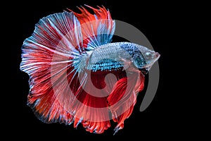 With every fin flutter and twist of its body the blue betta demonstrates a natural grace that reflects its inherent beauty photo