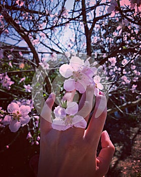 Every flora blossoms in spring