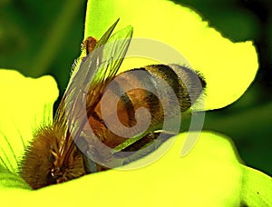 Bee on Sour Grass Flower