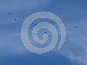 Migrating Vultures Overhead The Past Two Days