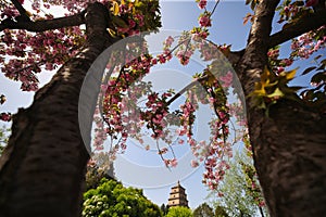 Cherry Blossoms Blooming in Spring at the Big Wild Goose Pagoda in Xi'an, China