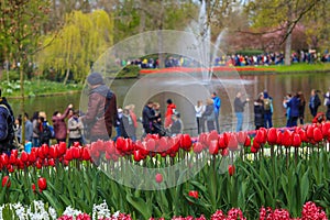 Every spring when the Tulips are blooming, Kuekenhof is hundred fold busier than other tourists spots in Holland