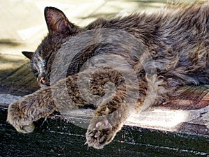 Every strand of the cats fur is visible its paws are relaxed and extended outwards as it enjoys its restful moment photo