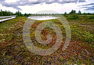 red bogs in New Brunswick photo