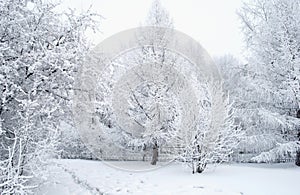 Everything is covered with snow. Fabulous Christmas trees and festive mood