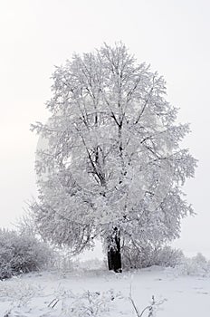 Everything is covered with snow. Fabulous Christmas trees and festive mood