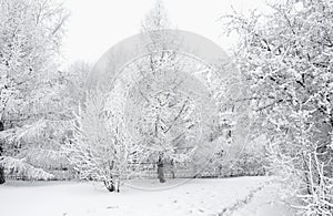 Everything is covered with snow. Fabulous Christmas trees and festive mood