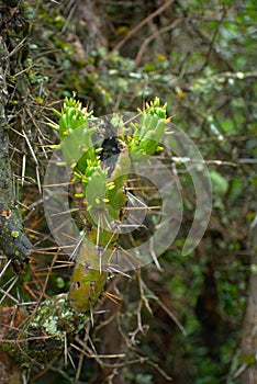 Eves needle cactus blooming closeup in Huascaran National Park