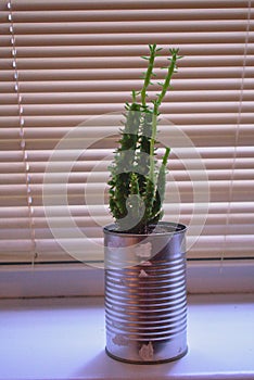 Eves pin cactus growing in tin can recycle in windowsill in Berlin Germany