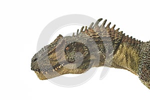 Allosaurus` head on white background
