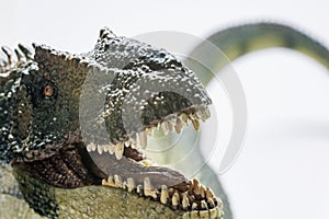 Allosaurus` head on white background