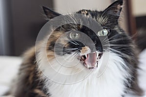 An evil beautiful tricolor cat bares its teeth photo