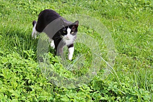 Evil black cat walks on green grass