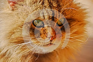 Angry scary wild cat