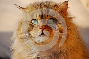 Angry scary wild cat