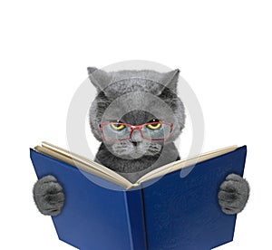 Evil cat in glasses is reading a book