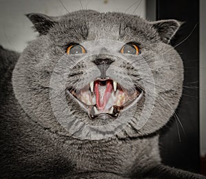 The evil cat opened its mouth and showed teeth.