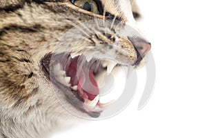 Evil cat teeth on a white background. macro