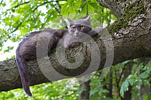 Evil Cat at a Tree