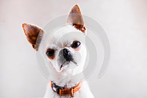 Evil Chihuahua looks into the camera with a displeased expression of the muzzle.