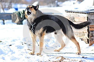 Evil country dog on a blurred background