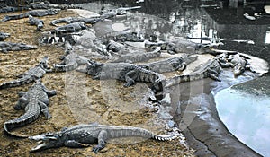 evil crocodiles at the farm