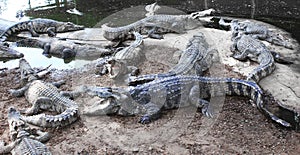 evil crocodiles at the farm