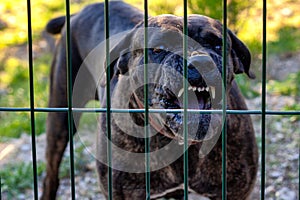 Evil cross breed dog barking security warning