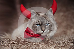 Evil elegant cat wearing devil horns