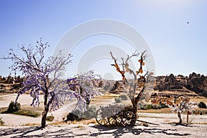 Evil Eye amulets and clay jugs decorating the trees in Goreme National  Park in Cappadocia, Turkey