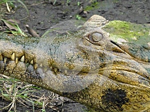 The Evil Eye - Scary Alligator Crocodile Eyeball Closeup