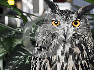 The evil eyes. Eagle Owl, Bubo bubo
