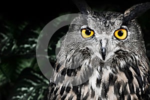 The evil eyes. Eagle Owl, Bubo bubo