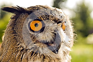 Evil eyes owl bubo bubo