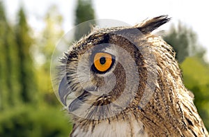 Evil eyes owl bubo bubo