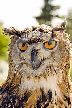 Evil eyes owl bubo bubo