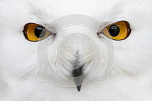 Evil eyes of the snow - Snowy owl Bubo scandiacus close-up por