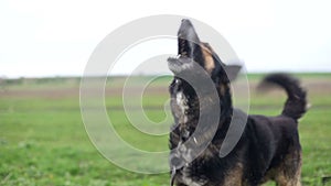 Evil German Shepherd, hungry dog, stupid dog, evil dog