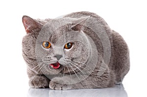 Evil gray British Shorthair cat with brown eyes