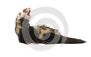 Evil grey ferret in full growth, isolated on white background