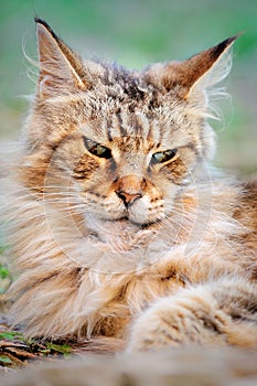 Evil look old male Maine Coon