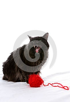 Evil looking cat next to red ball of yarn